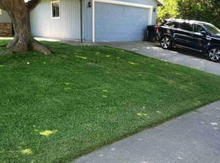 Karina N.'s lawn maintenance service result