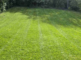 Esther L.'s grass maintenance service result
