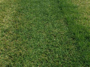 Jennifer H.'s grass cutting service result