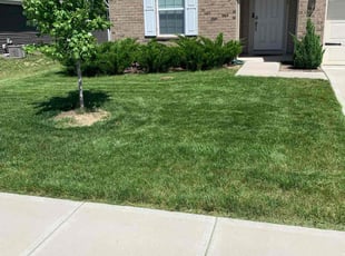 Austin B.'s grass maintenance service result