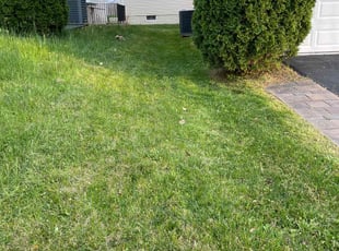 Elaine M.'s lawn maintenance service result