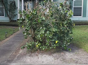Queenie W.'s Bush Trimming service result