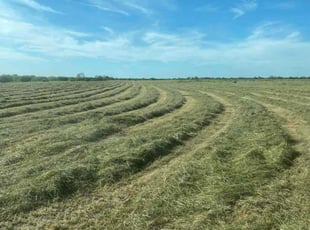 Michael G.'s lawn care service result