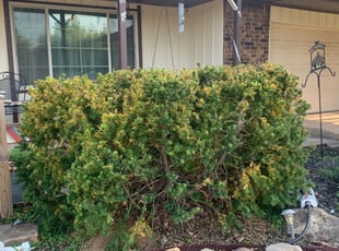 Mary H.'s Bush Trimming service result