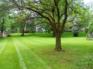 Allison B.'s grass maintenance service result