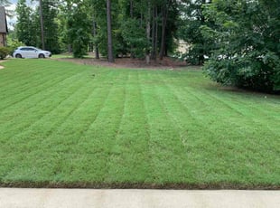 Alexis A.'s lawn care service result