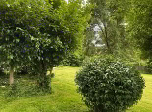 Arthur M.'s Bush Trimming service result