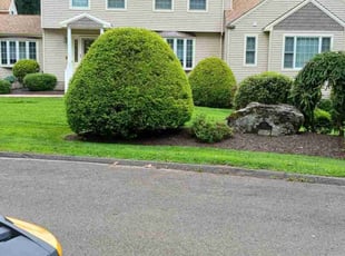 Claudelle P.'s turf maintenance service result