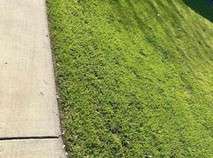 Kerri G.'s Leaf Removal service result