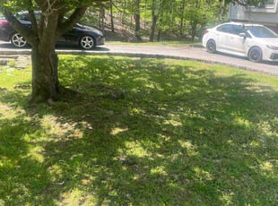 Kathleen C.'s lawn service service result