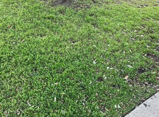 Sherry D.'s lawn care services service result