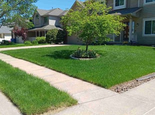 David F.'s grass maintenance service result