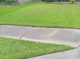 Halston P.'s turf care service result