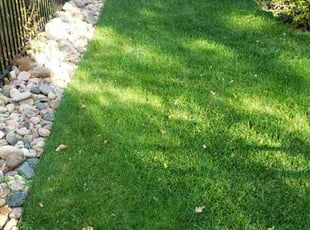 Bryna O.'s grass maintenance service result