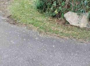Mark B.'s grass maintenance service result