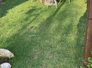 Jarvis A.'s grass maintenance service result