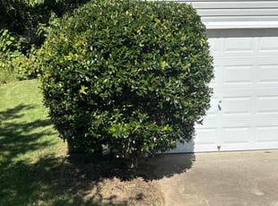 Kyle J.'s Bush Trimming service result