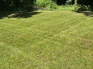 Arpit P.'s grass cutting service result