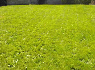 Larry C.'s grass cutting service result