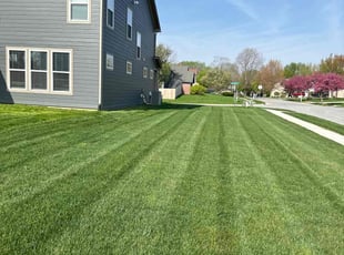 Lindsay D.'s turf care service result