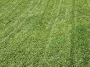 Eric S.'s turf care service result
