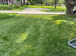 Diann B.'s turf care service result