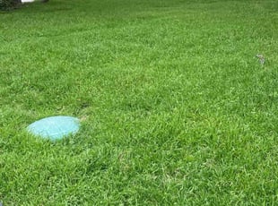 Janik N.'s lawn maintenance service result