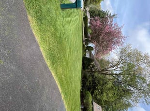 Ali A.'s turf care service result