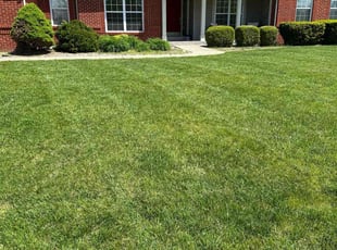 Olivia M.'s turf care service result