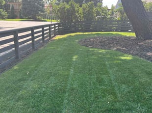Carol D.'s grass cutting service result