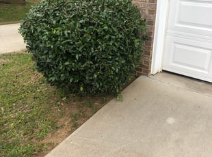 Sandra L.'s Bush Trimming service result