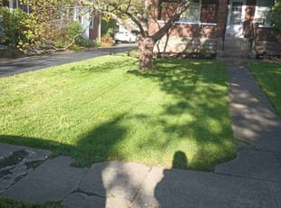 Rebecca A.'s grass cutting service result