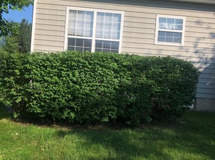 Sheila C.'s Bush Trimming service result