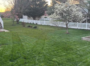 Tyler P.'s grass maintenance service result