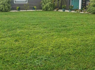 amanda U.'s turf care service result