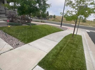 Amy G.'s turf care service result