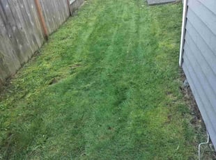 Habeeb k.'s turf care service result