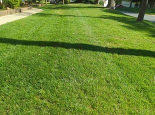 Shengkai S.'s turf care service result
