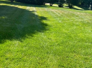 Siyani B.'s grass maintenance service result