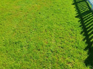 Pramodh N.'s lawn care services service result
