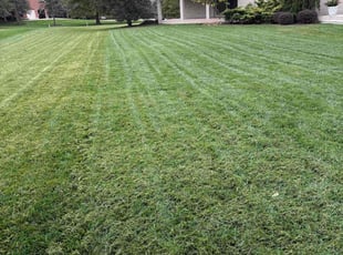 David R.'s turf care service result