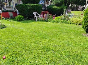 Donna J.'s Bush Trimming service result