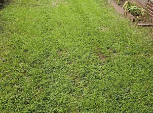 Tiffany W.'s turf care service result