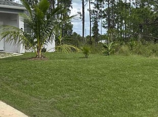 Arlety G.'s grass cutting service result