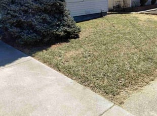 Deborah J.'s grass cutting service result