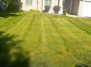 Lily Y.'s grass maintenance service result