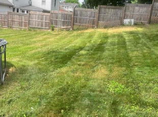 Soumen K.'s grass cutting service result