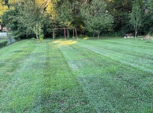 Dee T.'s grass maintenance service result