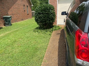 Claudia B.'s Bush Trimming service result