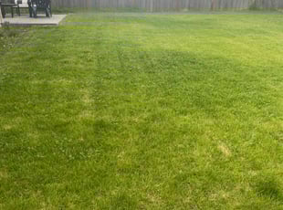 Richelle Y.'s turf maintenance service result